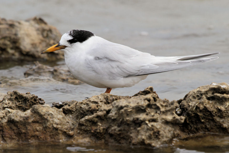 Fairy Tern (Sternula nereis)